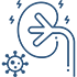 kidney1